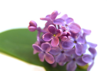 fleur de lilas