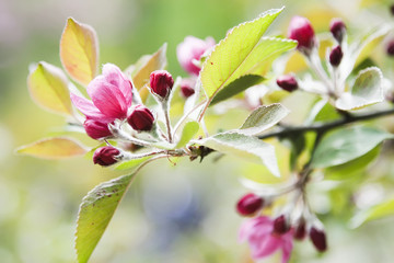 Blossoming apple tree