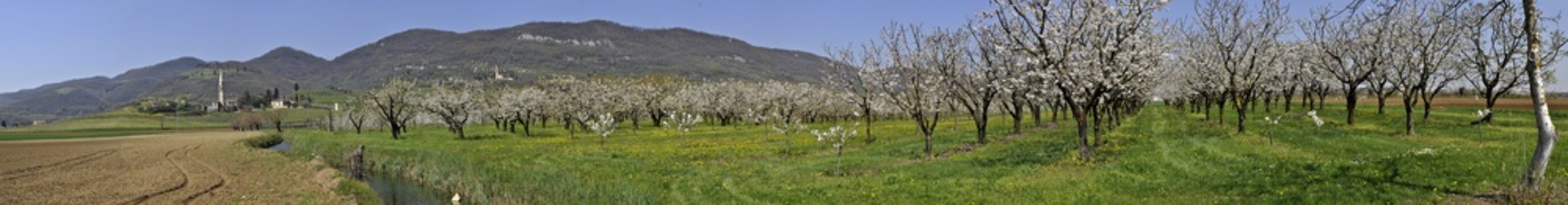 nanto colli berici ceraseto fioritura provincia vicenza veneto