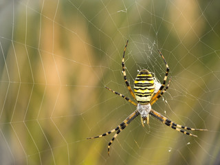 spider