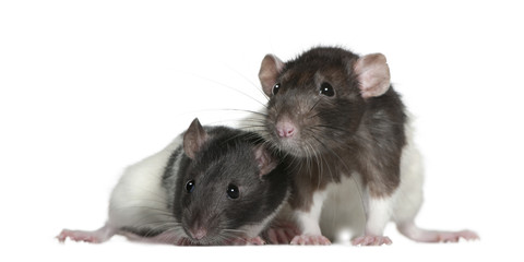 Rats, 9 and 3 months old, in front of white background