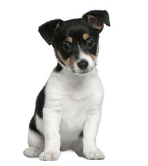 Jack Russell Terrier puppy, 2 months old, sitting in front of wh