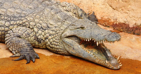 Croco