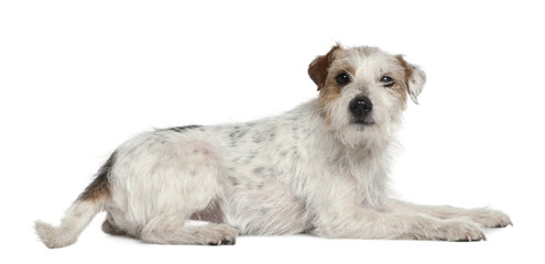 Parson Russell Terrier, 6 and a half years old