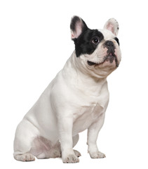 French bulldog sitting on table, 1 and a half years old