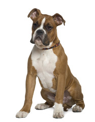 Boxer, 5 months old, sitting in front of white background