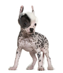 Chinese hairless crested dog, 6 weeks old