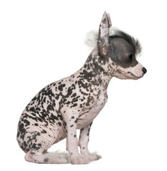Chinese hairless crested dog, 6 weeks old