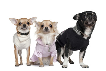 Three Chihuahuas, 1 and 3 years old