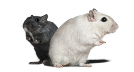 Two Gerbils, 2 years old, in front of white background