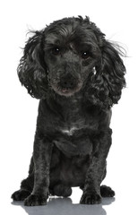 Poodle, 6 years old, sitting in front of white background