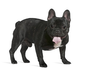 French bulldog, 1 year old