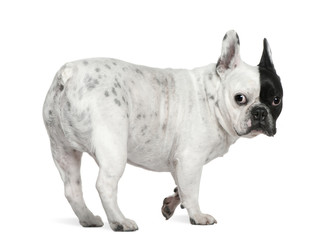 Fototapeta premium French bulldog, 8 years old