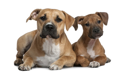 Two American Staffordshire terriers, 4 months and 9 months old,