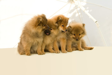 Hund, Spitz,Mittelspitz Welpen