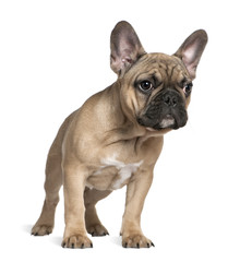 French bulldog puppy, 4 months old