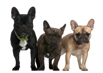 Three French bulldogs, 8 months, 23 months, and 2 and a half yea