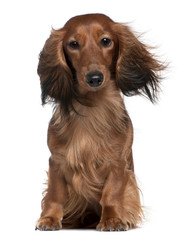 Dachshund with his hair in the wind, 2 years old,