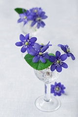 Beautiful dark blue flowers in a small vase