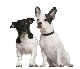 Mixed-breed dog and Jack Russell terrier