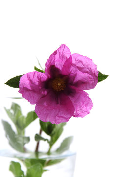Fleur de Ciste pourpre