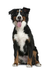 Bernese mountain dog, 18 months old