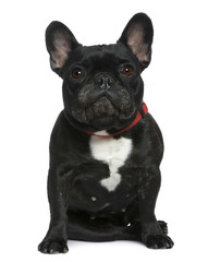 French bulldog, 7 years old