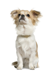 Chihuahua, 10 months old, sitting in front of white background