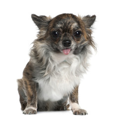 Chihuahua, 8 months old, sitting in front of white background