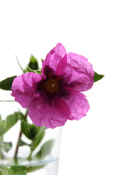 Fleur de Cistus Purpureus