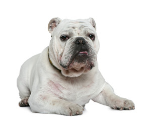 Obraz premium English bulldog, 10 months old