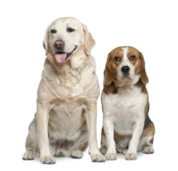 Labrador retriever and Beagle, 5 years old and 3 years old