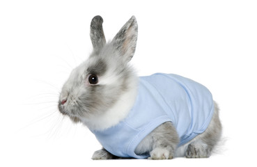 Dressed dwarf rabbit, 3 months old, in front of white background