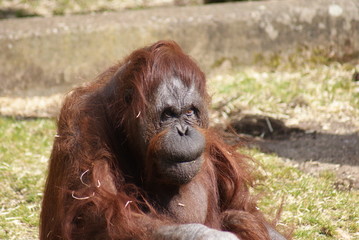 Orang-utan