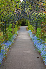 Forget-Me-Not Arch
