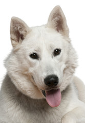 Fototapeta premium Siberian husky, 1 year old, in front of white background