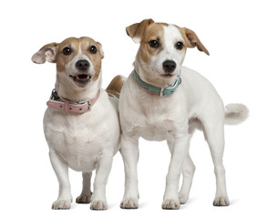 Two Jack Russell terriers, 5 years old and  6 months old