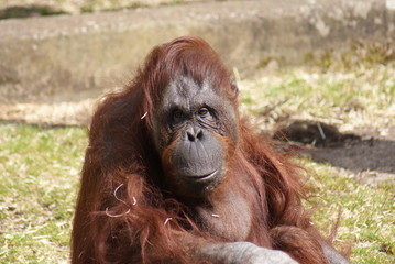 Orang-utan