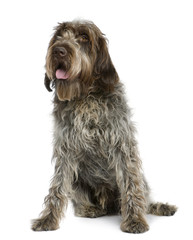 Wirehaired Pointing Griffon, 11 months old
