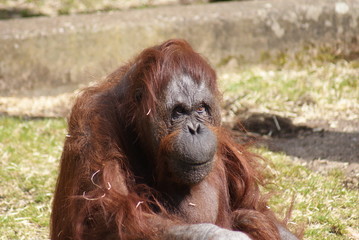 Orang-utan