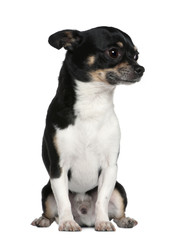 Chihuahua, 6 years old, sitting in front of white background