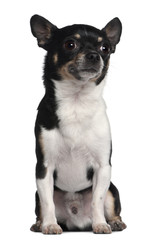 Chihuahua, 6 years old, sitting in front of white background