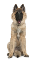 Belgian shepherd, Tervuren, 5 months old