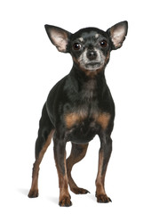 Miniature Pinscher, 7 years old