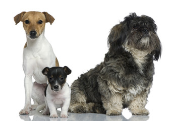 Adult and puppy Jack Russell Terrier with Shih Tzu