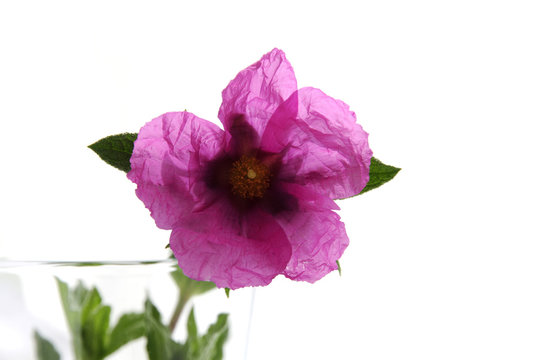 Ciste &agrave; fleur pourpre