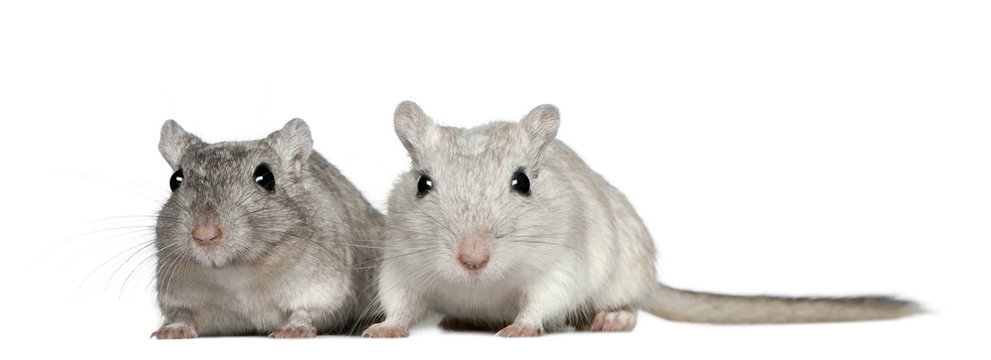 Two Gerbils, 2 years old, in front of white background