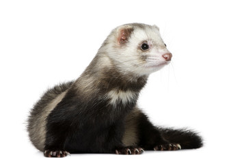 Ferret, 1 year old, in front of white background