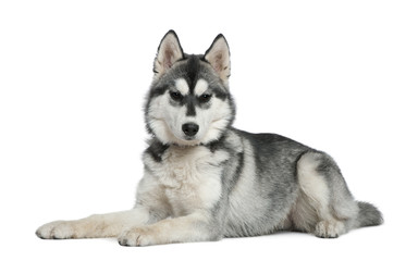 Siberian husky, 6 months old, lying in front of white background