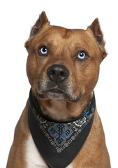American Staffordshire terrier wearing handkerchief, 2 years old